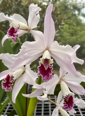 原种卡特兰克里斯帕OG株蕾莉亚兰C.Crispa