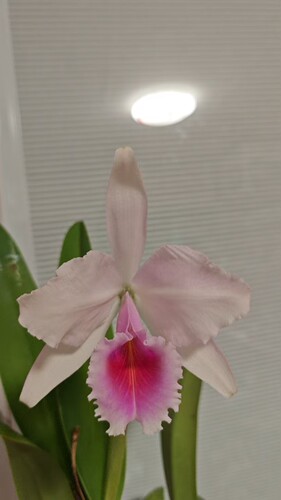 半白巧克力原种卡特兰C. quadricolor semi-alba‘DonaZoraide’