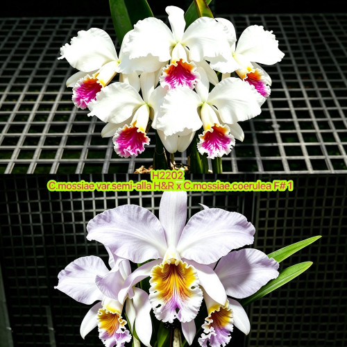 H2202半白交蓝莫西C.mossiae（semi-alla H&R x coerulea F#1）