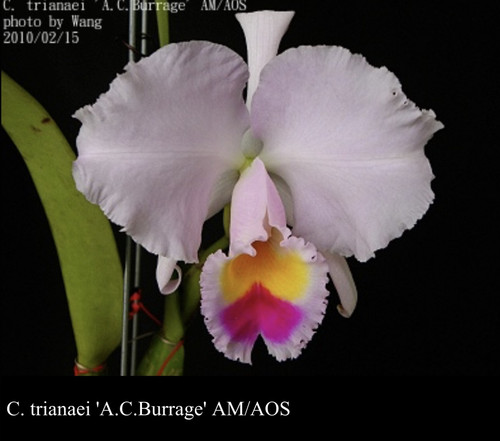 特里卡特兰C. trianae 'A.C.Burrage' AM/AOS大花浓香洋兰OG