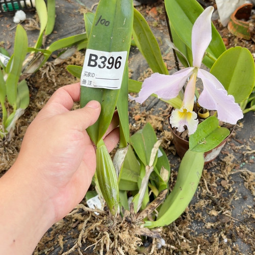B396粉嘎斯
