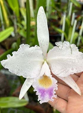 蓝特里选拔株原种卡特兰C. trianae coerulea  OG大花洋兰卡特兰