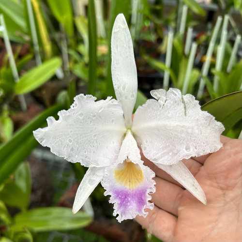蓝特里选拔株原种卡特兰C. trianae coerulea  OG大花洋兰卡特兰