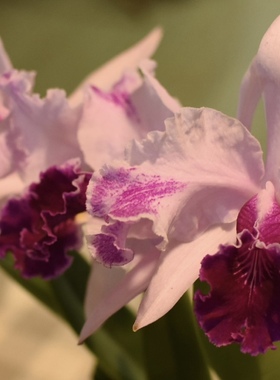 插角路德  卡特兰C.lueddemanniana solid 'Canaima's Beet Root'