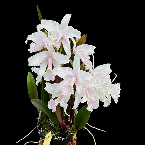 特殊色劳伦斯卡特兰C.lawrenceana var.delicata大花浓香洋兰花卉