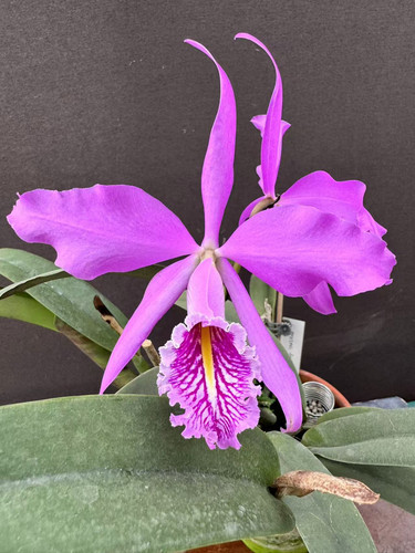 深红马西马  卡特兰C.maxima rubra 日本高杆深红马洋兰浓香大花