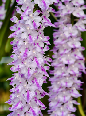 多香花指甲兰  Aerides rosea Lodd  ex Lindl附生浓香狐尾安诺兰