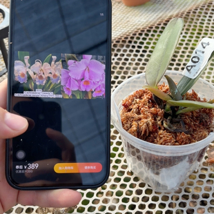 A014巴西蛋黄舒罗交日本大场193樱花宝石交暗色