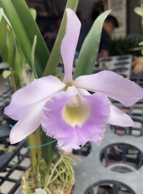 猪哥交婆婆卡特兰Rlc. Digbyano-Purpurata猪婆大花浓香洋兰