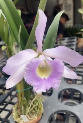 猪哥交婆婆卡特兰Rlc. Digbyano-Purpurata猪婆大花浓香洋兰