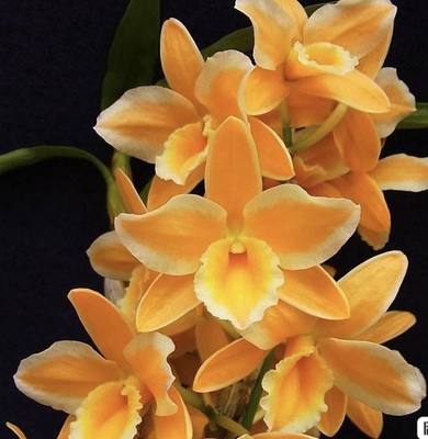 春石斛黄钻戒泼墨覆轮石斛兰花Den. Pittero Gold 'Diamond Ring'