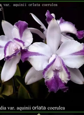 灰蓝插角英特卡特兰C.intermedia var.aquinii  or lata coerulea