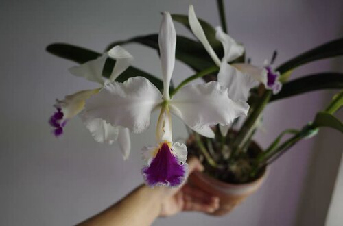 厄瓜多尔半白杰玛尼原种卡特兰C.jenmanii semi-alba 4N大花浓香