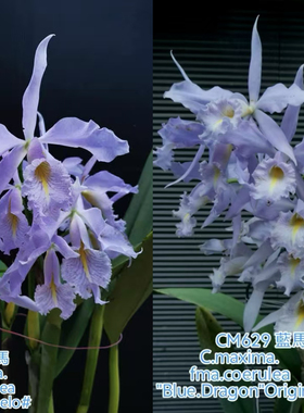 蓝色马克西玛  卡特兰C. maxima coerulea 大花洋兰马克西马兰