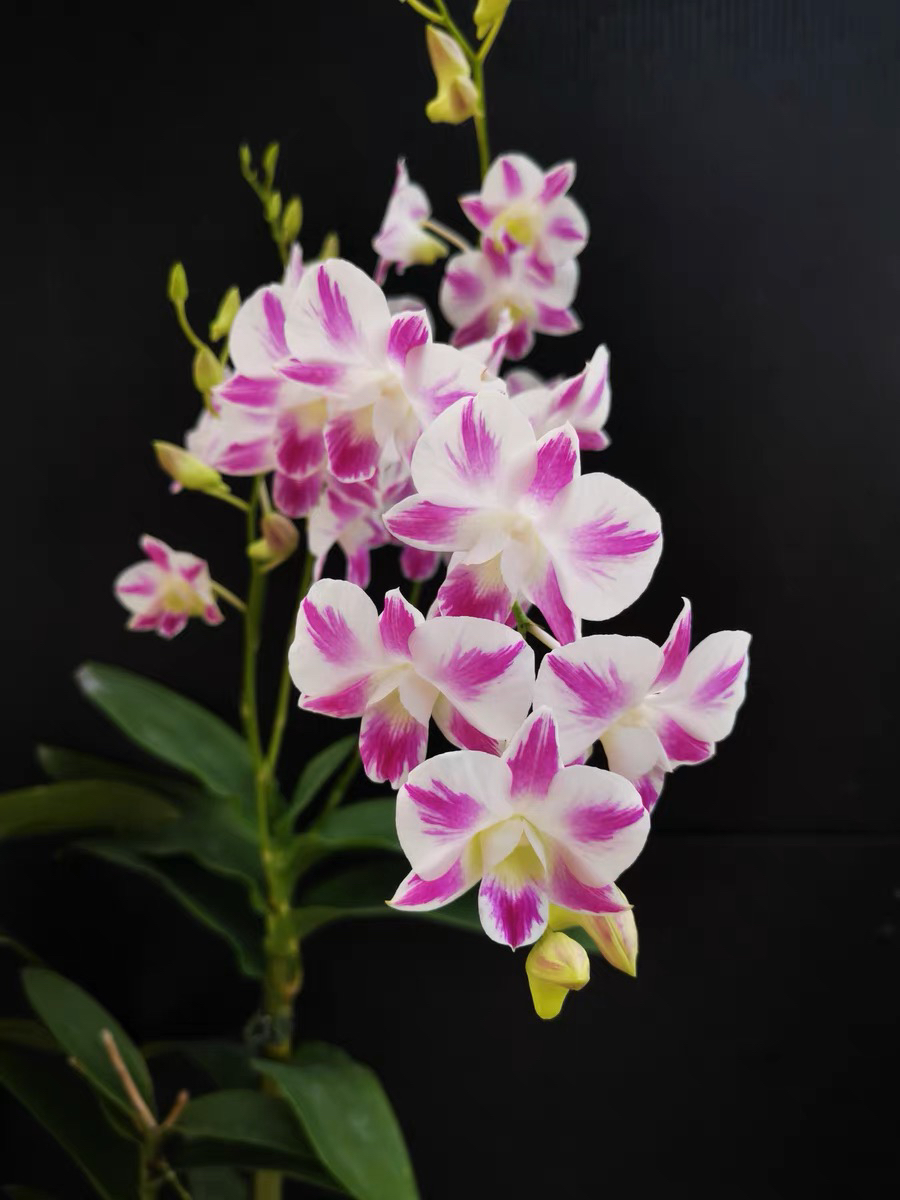 泼墨秋石斛274渊昭海伦阿里郎仙景五剑蓝宝贝蓝牛大黄泼秋石斛兰