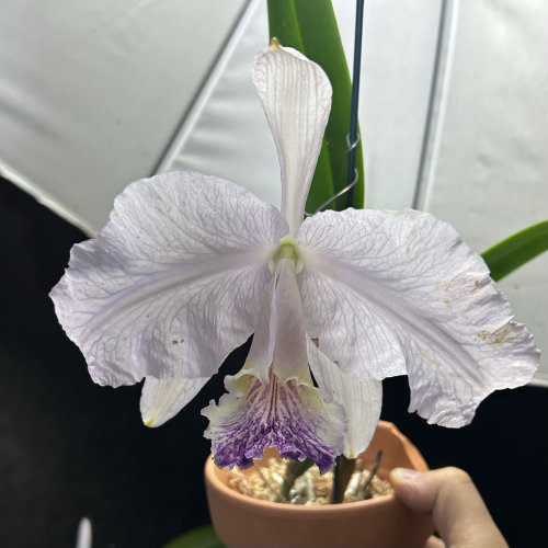 网纹蓝路德卡特兰C. lueddemanniana fma.coeruleax sib浓香洋兰