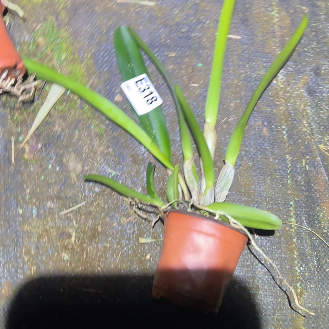 E318原种卡特兰盲盒