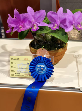 诺比红宝石原种卡特兰C.nobilior var.Ruby.MC大花浓香红色卡特兰