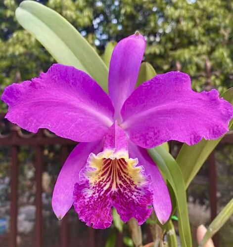 深红路德卡特兰地狱火C. lueddemanniana rubra ‘Infierno’炼狱