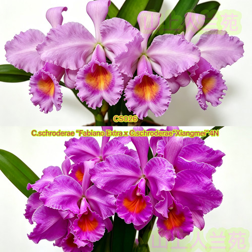 CS026舒罗  原种卡特兰C.schroederae大花浓香洋兰花卉盆栽