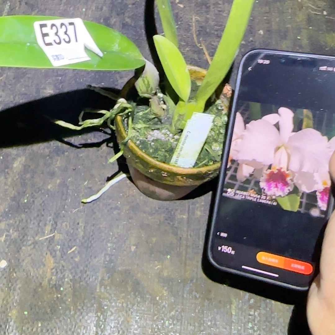 E337半白莫西HR实生