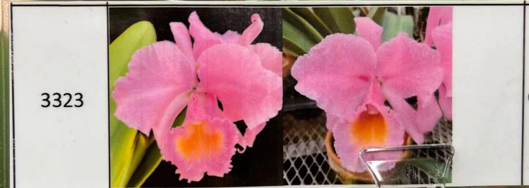 舒罗3323原种卡特兰C.schroederae (Ramona X Revolcon)浓香洋兰