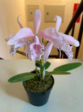 卡特兰马克西马原种卡特兰花C .maxima红马粉马蓝马樱花马卡特兰