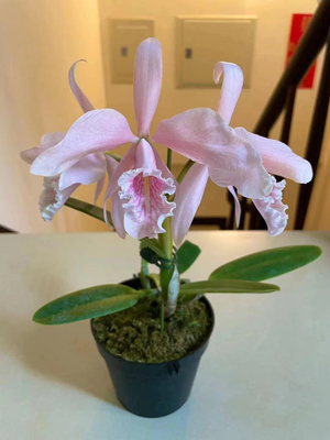 卡特兰马克西马原种卡特兰花C .maxima红马粉马蓝马樱花马卡特兰