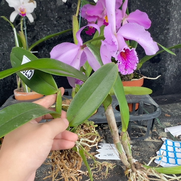 C767射线唇马帕分株