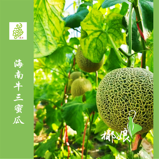 海南乐东牛3蜜瓜（2粒装约5斤）收到可以直接吃/被称瓜中的法拉利