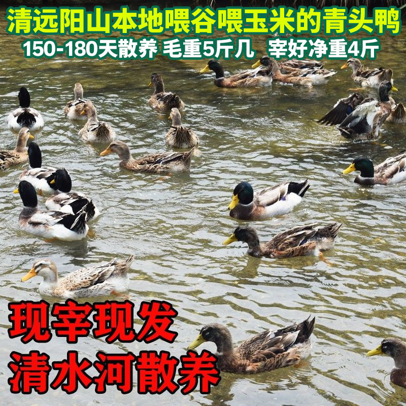 正宗清远农家散养青头鸭老鸭新鲜现杀手工拔毛水鸭麻鸭绿头野鸭子