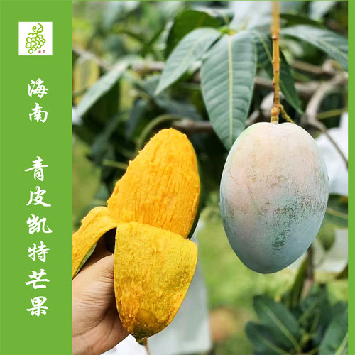 海南三亚青皮凯特芒8斤（4-7个）收到变软可以吃浓浓天然果酸味