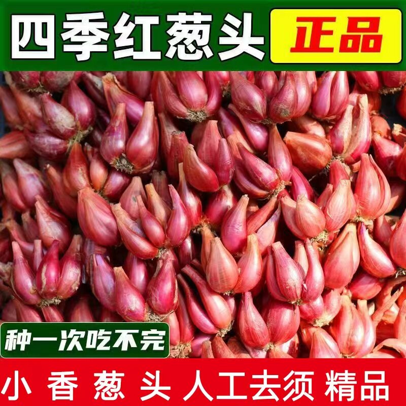 [可吃可种]正宗四季小香葱葱头新鲜阳台食用炸油红葱头特香干葱头