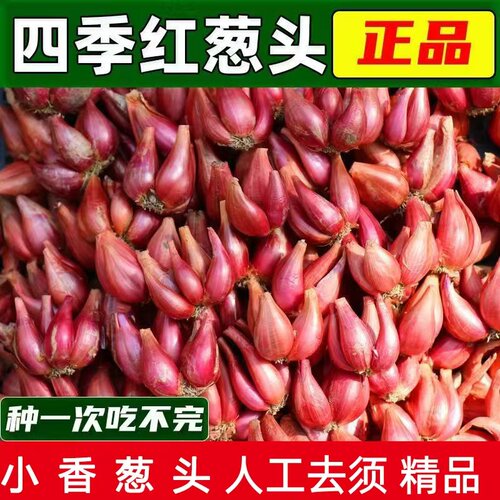 [可吃可种]正宗四季小香葱葱头新鲜阳台食用炸油红葱头特香干葱头