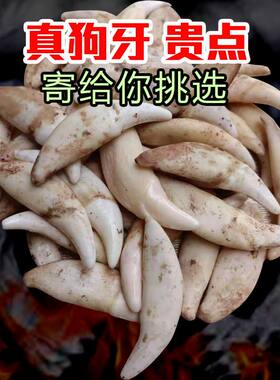 黑狗项链狗牙吊坠其他
