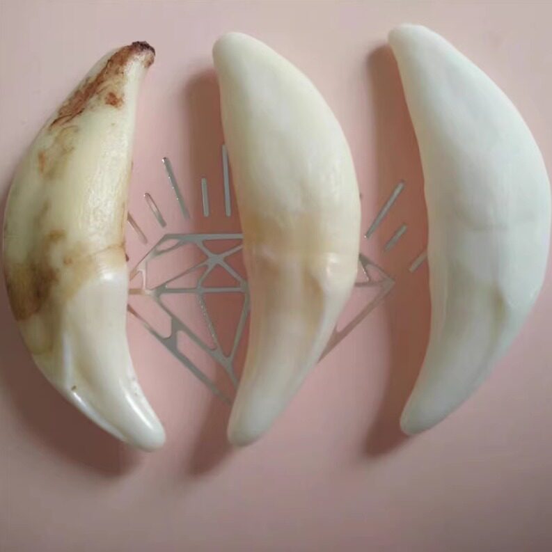 真黑狗牙项链情侣狗牙吊坠儿童藏獒牙饰品手链男女士骨质牙齿饰品