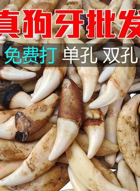 真黑狗牙其他其他其他情侣
