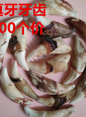 手工编织销售黑狗牙吊坠灵牙阁