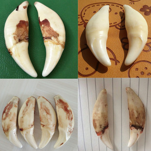 真黑狗牙项链情侣狗牙吊坠儿童藏獒牙饰品手链男女士骨质牙齿饰品