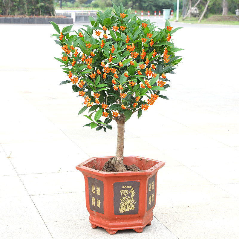 金桂花树苗流苏嫁接八月桂盆地栽丹桂庭院日香桂室内种植银桂盆景