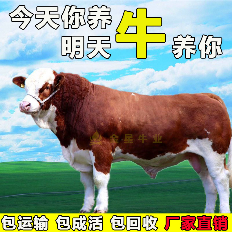 Calf living thing Sell Calf Shandong Luxi Cattle Yunnan Thoroughbred Simon Tal Calfin the Livestock/Aquaculture supplies , Livestock/Aquaculture Service , Livestock/Aquaculture Technical Services  category - from Buy2taobao.com to provide professional Taobao agent buy service