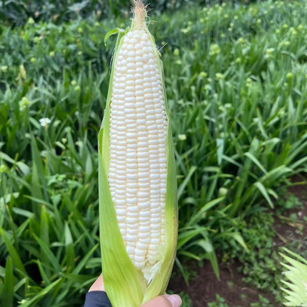 云南当季新鲜白糯玉米现摘现发5斤装