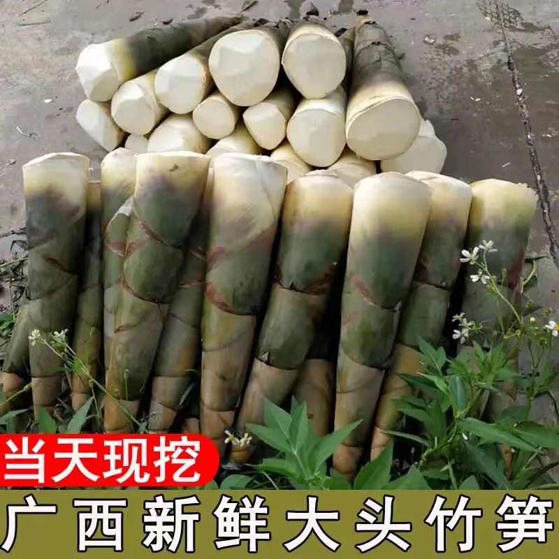 新鲜现挖广西竹笋野生带壳麻苦笋农家大头靓竹笋深山夏笋可做酸笋