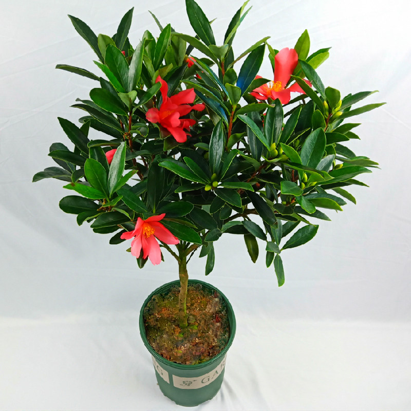 四季杜鹃红山茶树苗盆栽红色 四季茶花开花不断 室内阳台庭院绿植