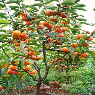 柿子树苗嫁接日本甜脆柿阳台盆景南北方庭院种植无核黑油柿树进口