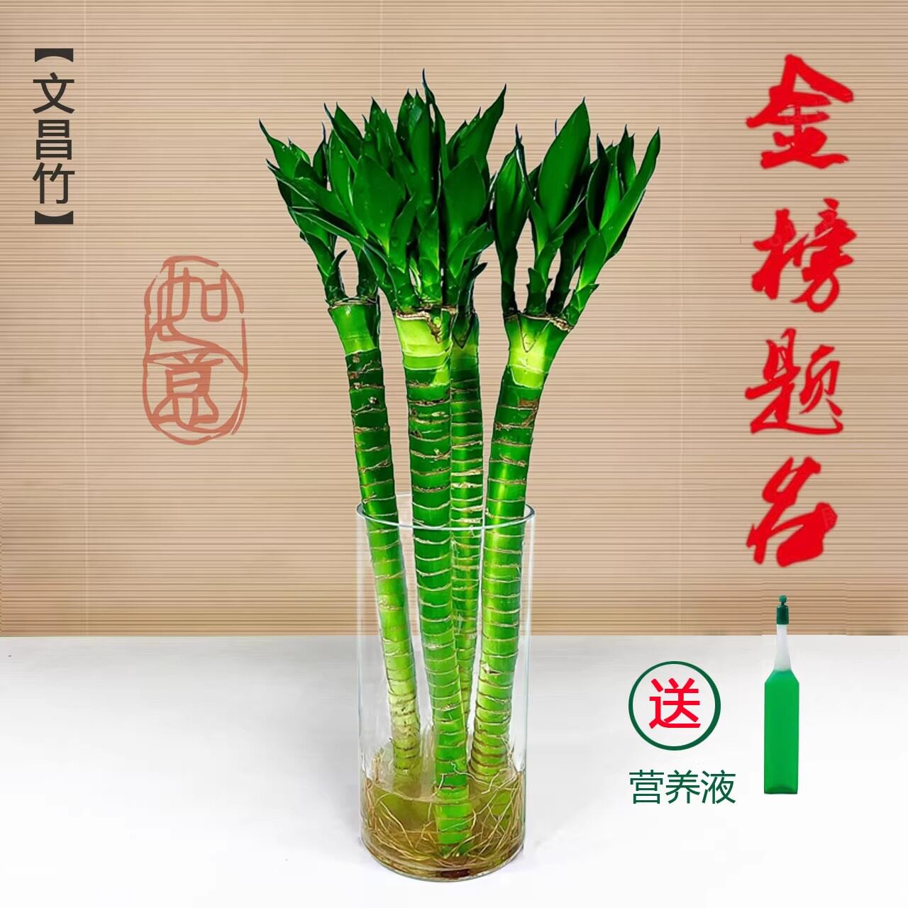 多头文昌竹4支带根龙竹水养富贵竹室内学生书桌面绿植水培植物