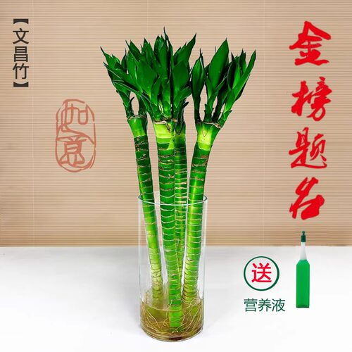 带根文昌龙竹招财富贵水培绿植