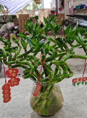 带根转运竹室内水培绿植美观桌面20-30厘米矮富贵竹平安开运直竹