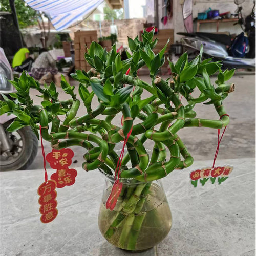 带根转运竹室内水培绿植美观桌面20-30厘米矮富贵竹平安开运直竹