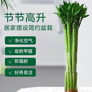 带根富贵竹转运竹懒人水培植物室内客厅绿植盆栽文昌龙竹节节高